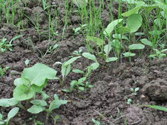 春野菜の苗たち