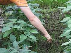 つるなしインゲンも随分と成長しました。