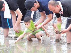 日本稀少種の鶏卵生産01