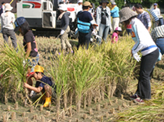 日本稀少種の鶏卵生産01