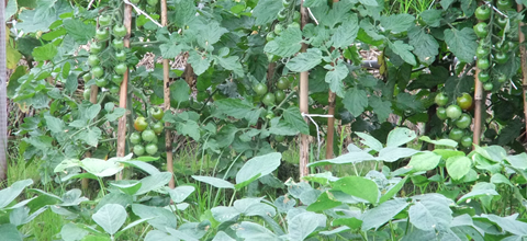 4月に植え付けられた野菜